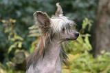 CHIEN NU CHINOIS 212